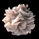 Kan creatine ook de anti-tumoractiviteit van immuuncellen oppompen? 4