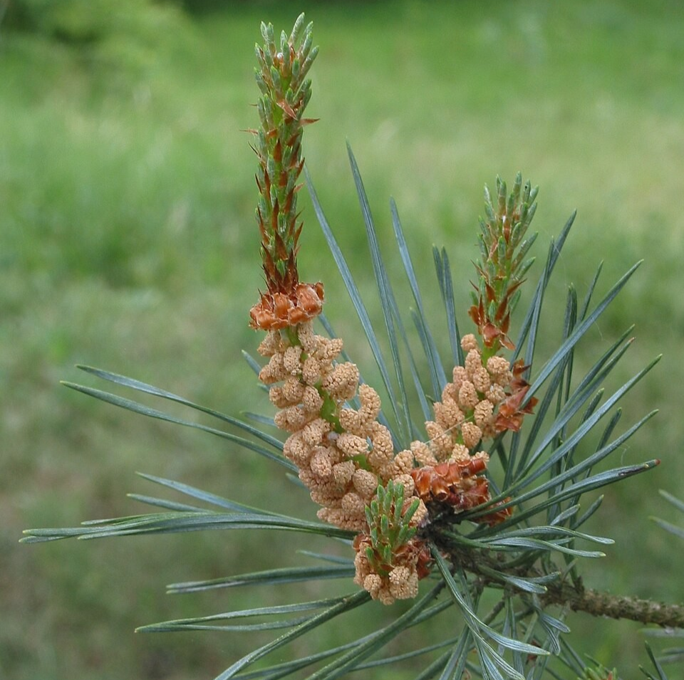 Grove den: de ultieme kerstboom 4 Grove den: de ultieme kerstboom 4