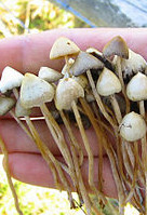 File source: http://commons.wikimedia.org/wiki/File:Psilocybe_semilanceata.jpg