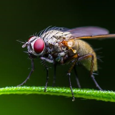 Bug
