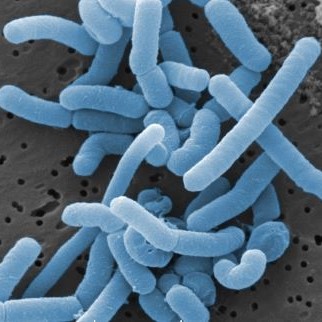 Lactobacillus_paracasei staand