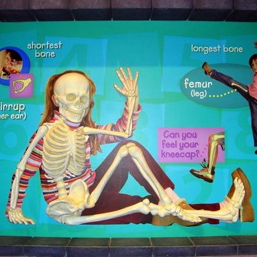 skeletal system staand