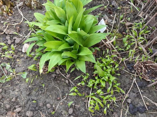 Daslook in de tuin? 'Samen vergroten we de biodiversiteit' 4