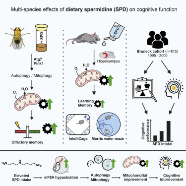 Intelligent gebruik van spermidine 4