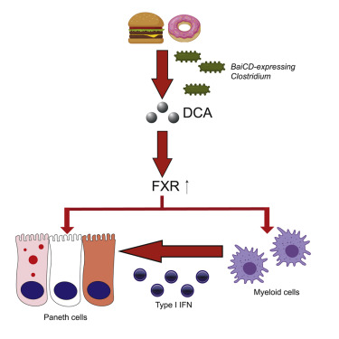 Infographic Paneth cells