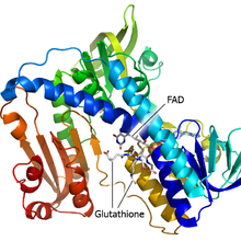 250px-Glutathione_reductase