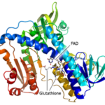 Oxidatieve stress en de actieve grootouderhypothese 4