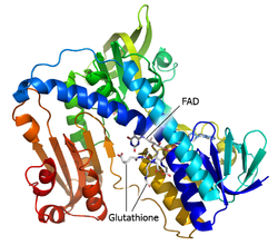 Oxidatieve stress en de actieve grootouderhypothese 3