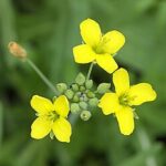 Wilde rucola: voor een optimale conditie 5