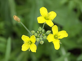 Wilde rucola: voor een optimale conditie 10