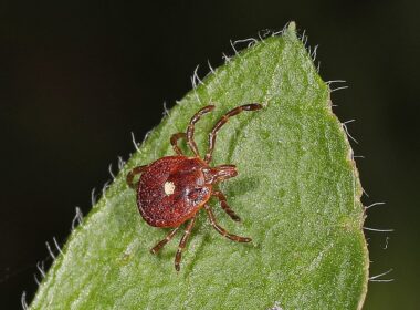 Rood vleesallergie. Gaan teken ons klimaat redden? 8