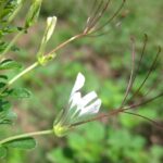 Wageningse studie pleit voor meer groentebiodiversiteit en -kwantiteit 4