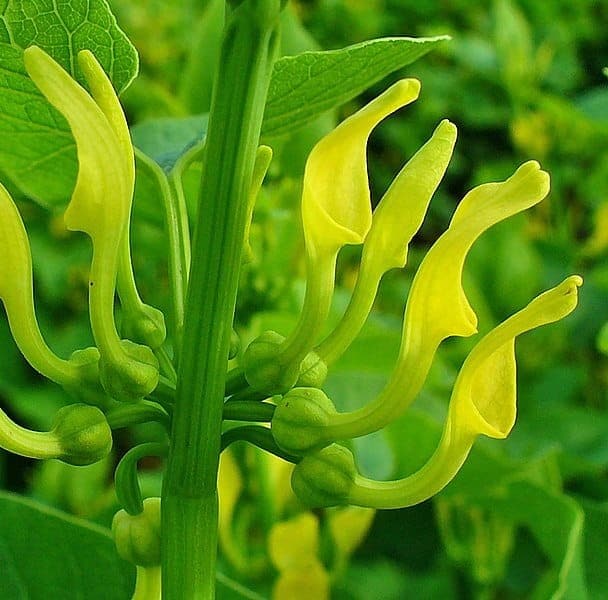 Aristolochia_clematitis_002