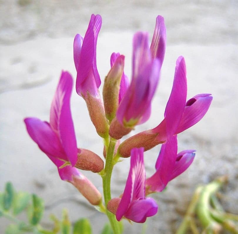 Astragalus