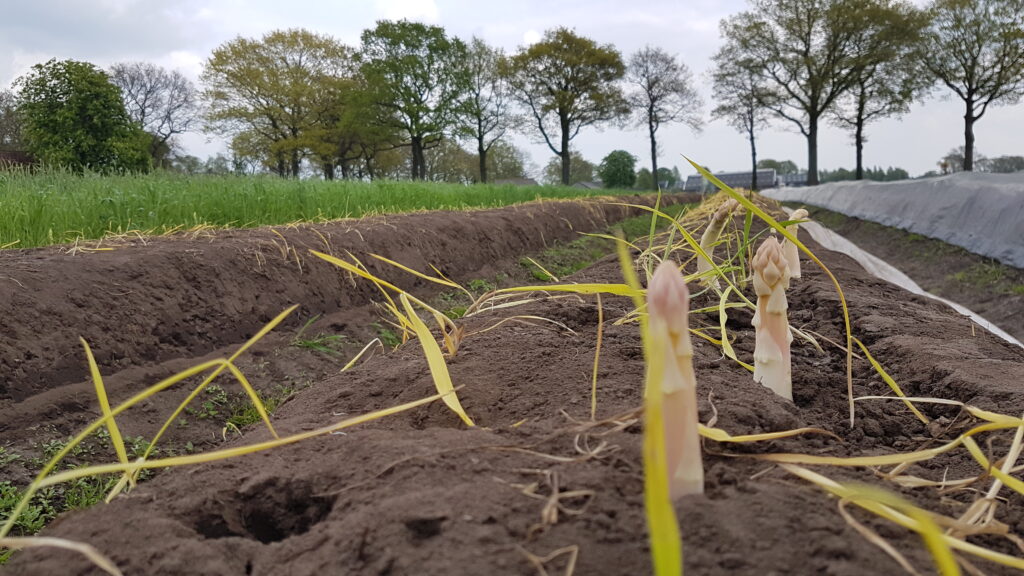 Rondleiding op biologisch-dynamische boerderij: ‘Natuurlijk telen levert het beste voedsel op’ 6