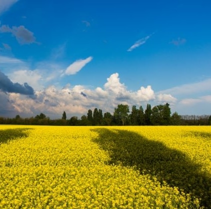 Bio landbouw vierkant