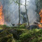 Natuurbranden gelinkt aan hoger kankerrisico 4