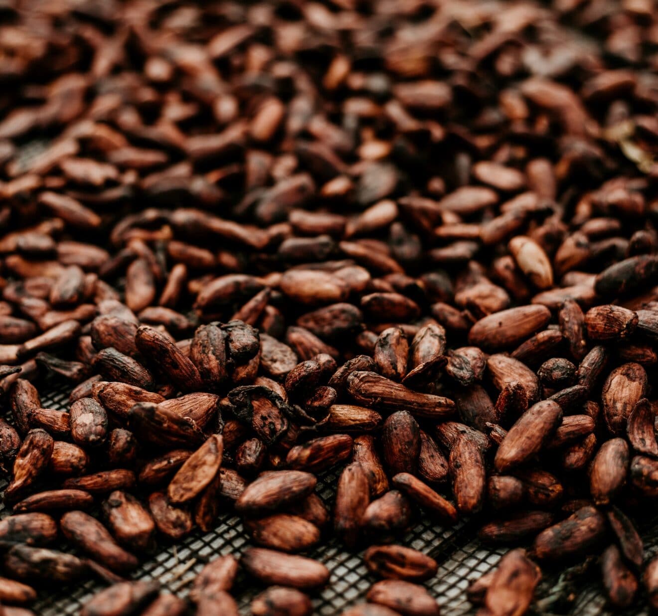 Cacao vierkant