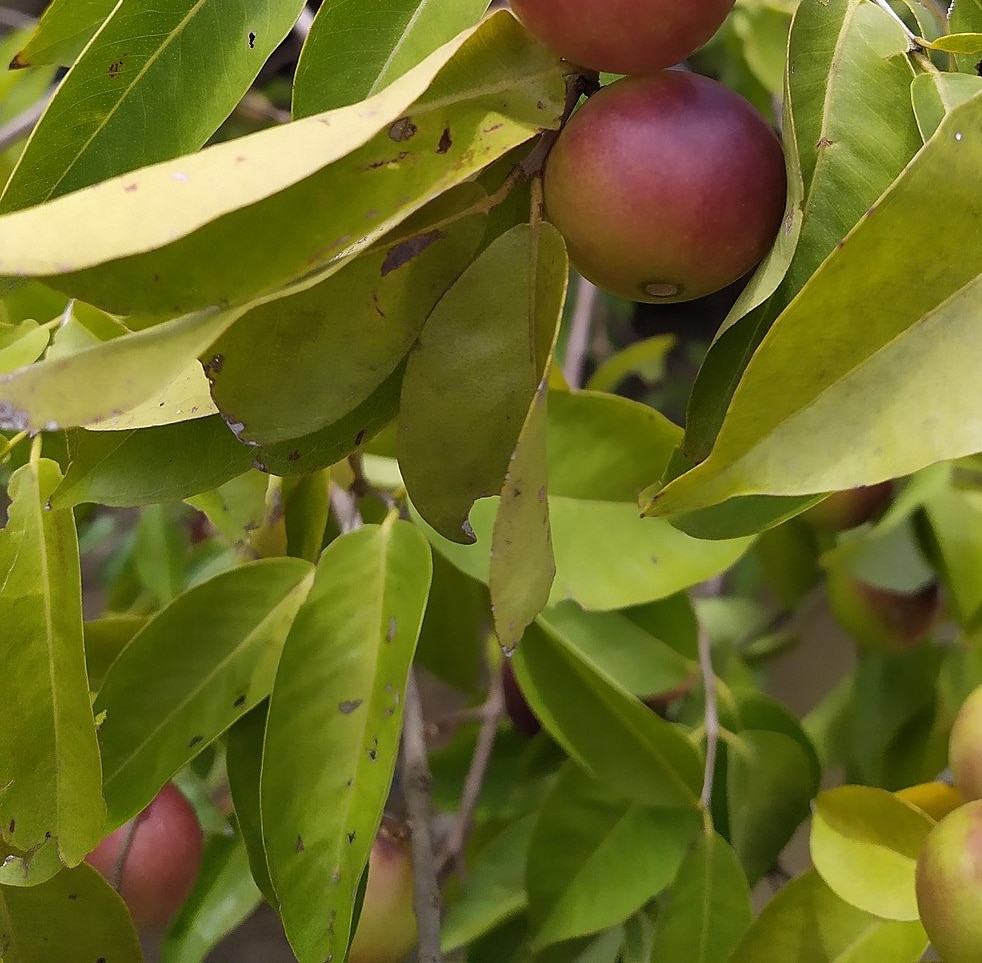 Camu-camu_Myrciaria_dubia