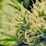 Cannabisonderzoek focust op risico's en misbruik 9