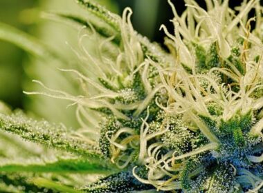 Cannabisonderzoek focust op risico's en misbruik 10