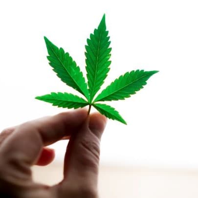 Cannabis