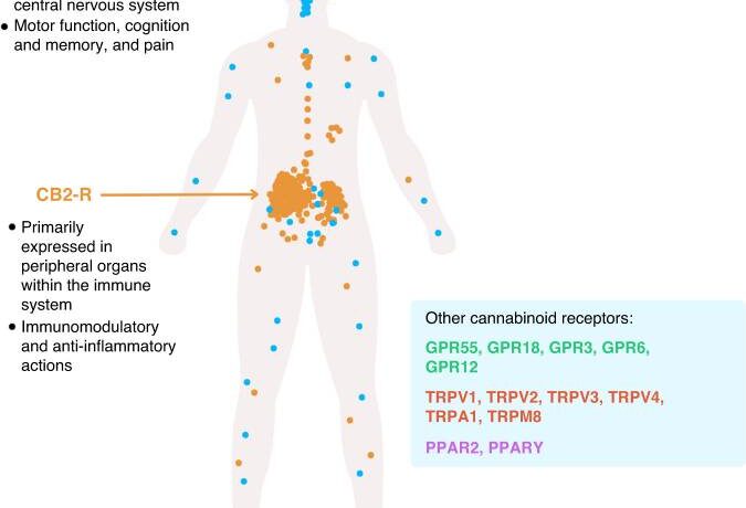 Cannabis en kanker, een update van de wetenschappelijke stand van zaken 10