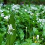 Daslook in de tuin? 'Samen vergroten we de biodiversiteit' 16