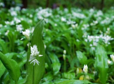 Daslook in de tuin? 'Samen vergroten we de biodiversiteit' 10