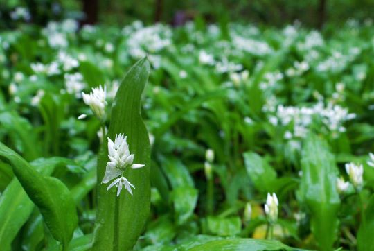 Daslook in de tuin? 'Samen vergroten we de biodiversiteit' 3