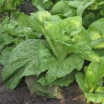 Gezond plantaardig is gevarieerd plantaardig 4