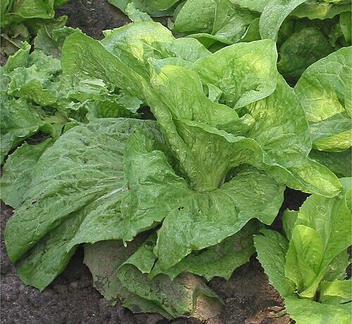 Gezond plantaardig is gevarieerd plantaardig 10