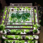 Groen(ten) kweken voor een betere kwaliteit van leven 4