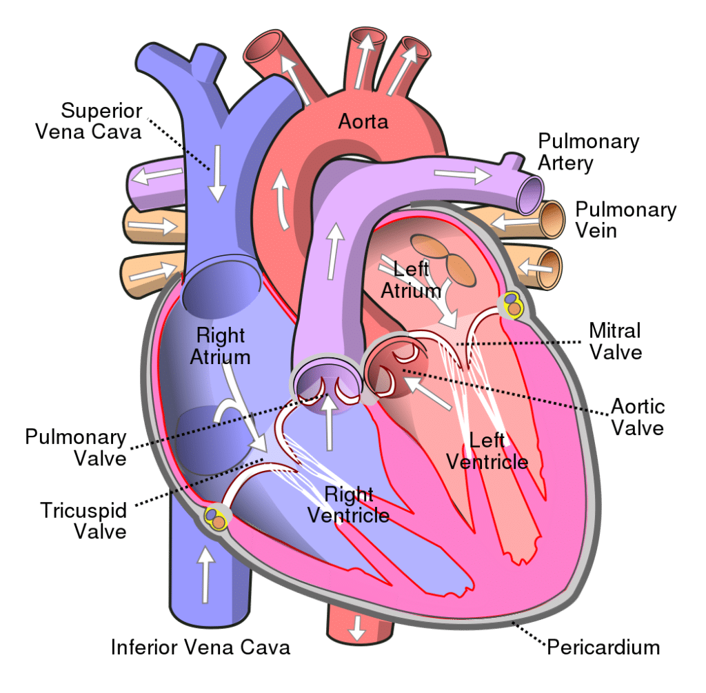 Boezemfibrilleren en hoge doses vitamine D 3