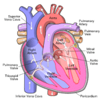 Boezemfibrilleren en hoge doses vitamine D 15