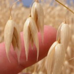 Haverkuur verlaagt cholesterol al na twee dagen 4