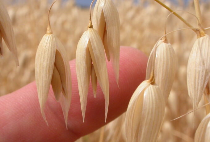 Haverkuur verlaagt cholesterol al na twee dagen 3