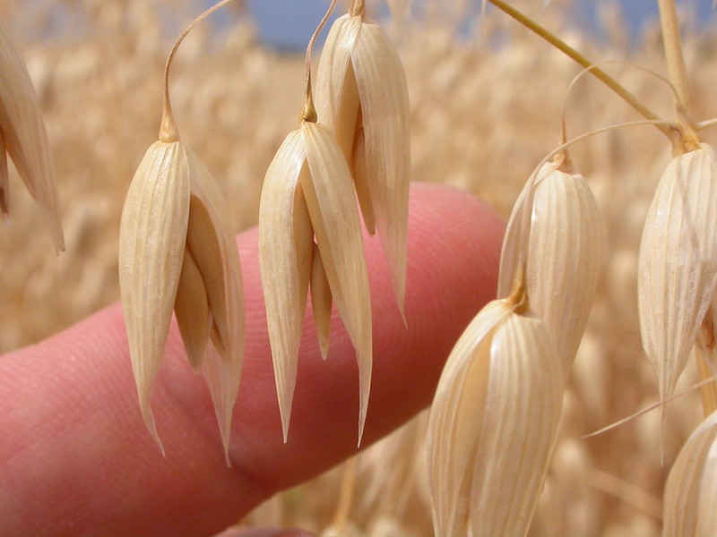 Haverkuur verlaagt cholesterol al na twee dagen 3