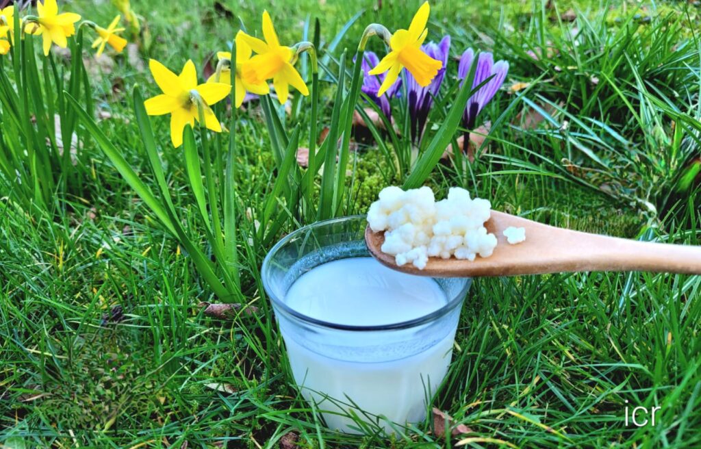 Rauwmelkse kefir tegen allergie 3