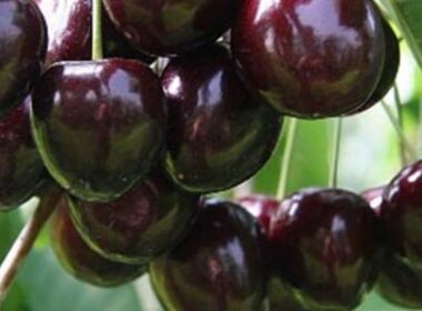 Biologische kersen dun gezaaid 6