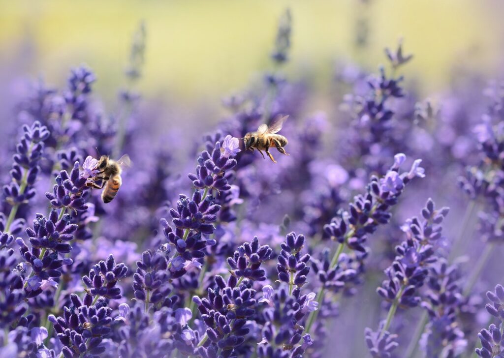 Aromatherapie tegen angst en pijn(stillers) 3