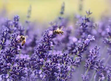 Aromatherapie tegen angst en pijn(stillers) 9