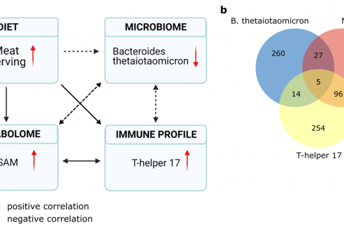 Samenhang tussen vleesconsumtie en MS 3