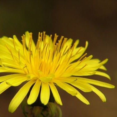 Paardebloem