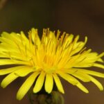 Paardenbloem tegen hoge bloeddruk 4