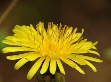 Paardenbloem tegen hoge bloeddruk 8