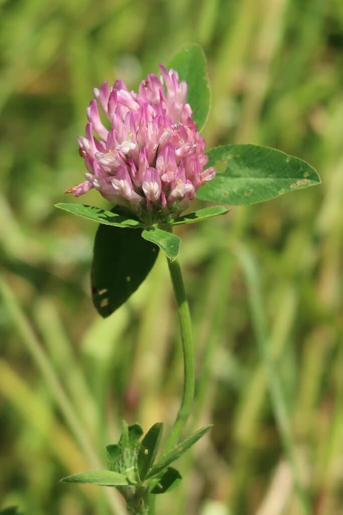 Veel belangstelling voor wildplukken in Zoetermeer 7