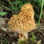 Eetbare paddenstoelen als vleesvervanger 16