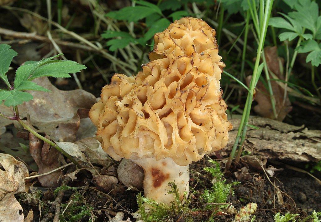 Eetbare paddenstoelen als vleesvervanger 3