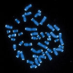 Langere telomeren door vitamine D 12